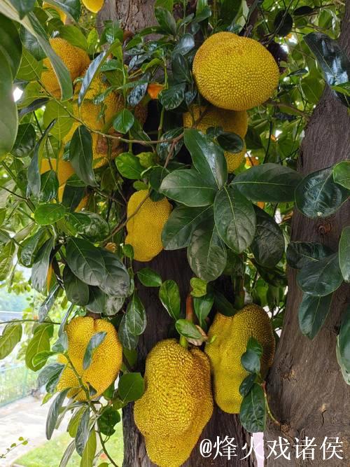 菠萝蜜直播视频解析与精彩瞬间